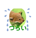 柴犬キッド今日も行く1（個別スタンプ：24）