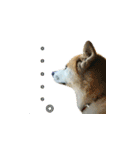 秋田犬の太郎（個別スタンプ：1）