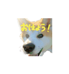 秋田犬の太郎（個別スタンプ：2）