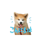 秋田犬の太郎（個別スタンプ：3）