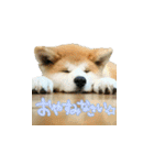 秋田犬の太郎（個別スタンプ：4）
