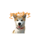 秋田犬の太郎（個別スタンプ：5）