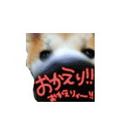 秋田犬の太郎（個別スタンプ：6）
