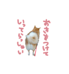 秋田犬の太郎（個別スタンプ：7）