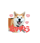 秋田犬の太郎（個別スタンプ：8）