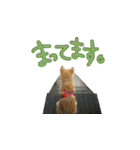 秋田犬の太郎（個別スタンプ：10）