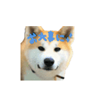 秋田犬の太郎（個別スタンプ：11）