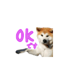 秋田犬の太郎（個別スタンプ：13）