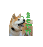 秋田犬の太郎（個別スタンプ：14）
