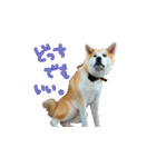 秋田犬の太郎（個別スタンプ：16）