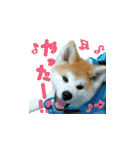 秋田犬の太郎（個別スタンプ：18）