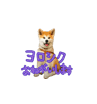 秋田犬の太郎（個別スタンプ：19）