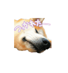 秋田犬の太郎（個別スタンプ：20）
