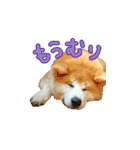 秋田犬の太郎（個別スタンプ：21）