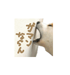 秋田犬の太郎（個別スタンプ：22）