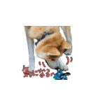 秋田犬の太郎（個別スタンプ：23）