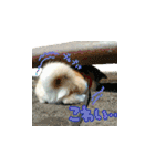 秋田犬の太郎（個別スタンプ：25）