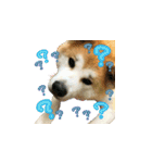 秋田犬の太郎（個別スタンプ：26）
