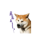 秋田犬の太郎（個別スタンプ：27）