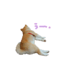 秋田犬の太郎（個別スタンプ：28）