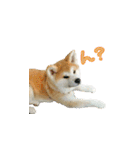 秋田犬の太郎（個別スタンプ：29）