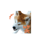 秋田犬の太郎（個別スタンプ：31）