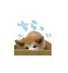 秋田犬の太郎（個別スタンプ：33）