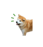 秋田犬の太郎（個別スタンプ：34）