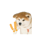 秋田犬の太郎（個別スタンプ：35）