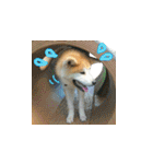 秋田犬の太郎（個別スタンプ：36）
