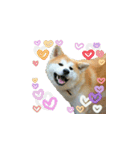 秋田犬の太郎（個別スタンプ：37）