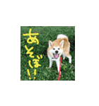 秋田犬の太郎（個別スタンプ：38）