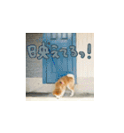 秋田犬の太郎（個別スタンプ：39）