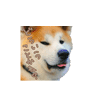 秋田犬の太郎（個別スタンプ：40）
