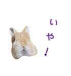 桃尻桃ほっぺの桃様3（個別スタンプ：3）