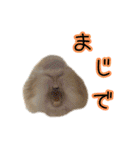 桃尻桃ほっぺの桃様3（個別スタンプ：13）