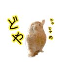 桃尻桃ほっぺの桃様3（個別スタンプ：16）