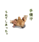 桃尻桃ほっぺの桃様3（個別スタンプ：19）