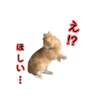 桃尻桃ほっぺの桃様3（個別スタンプ：28）