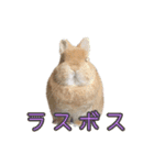 桃尻桃ほっぺの桃様3（個別スタンプ：31）