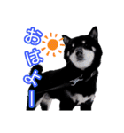雪国育ちの黒柴ロンたん（個別スタンプ：1）