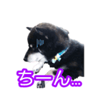 雪国育ちの黒柴ロンたん（個別スタンプ：4）