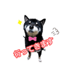 雪国育ちの黒柴ロンたん（個別スタンプ：5）