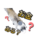 雪国育ちの黒柴ロンたん（個別スタンプ：8）