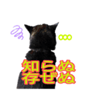 雪国育ちの黒柴ロンたん（個別スタンプ：9）