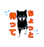 雪国育ちの黒柴ロンたん（個別スタンプ：10）