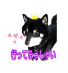 雪国育ちの黒柴ロンたん（個別スタンプ：11）