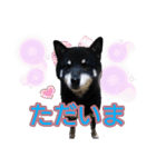 雪国育ちの黒柴ロンたん（個別スタンプ：12）
