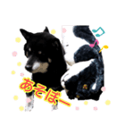 雪国育ちの黒柴ロンたん（個別スタンプ：13）