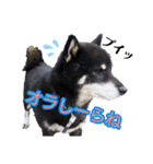 雪国育ちの黒柴ロンたん（個別スタンプ：15）
